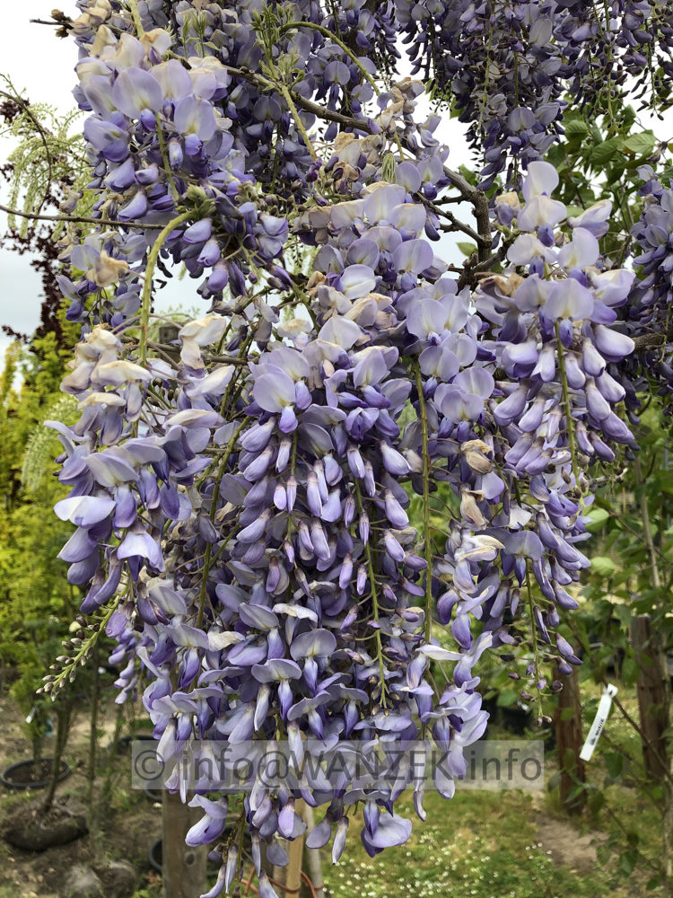 Wisteria floribunda Macrobotrys 02.JPG